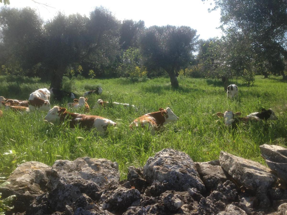 B&B Masseria Nuove Caselle Villa Castelli Kültér fotó