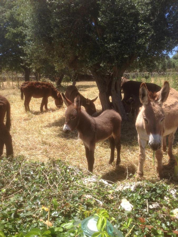 B&B Masseria Nuove Caselle Villa Castelli Kültér fotó